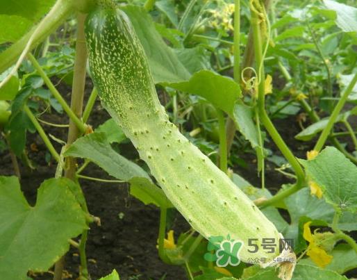 立秋可以种什么菜?立秋后可以种什么菜? 立秋可以种什么菜?立秋后可以种什么菜?