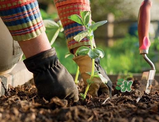 立秋可以种什么菜?立秋后可以种什么菜? 立秋可以种什么菜?立秋后可以种什么菜?