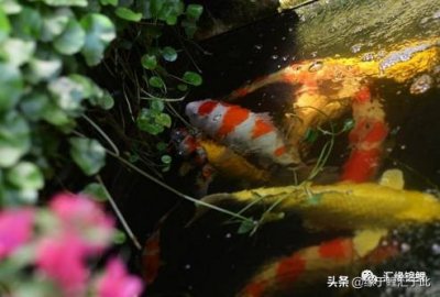 ​如何喂养锦鲤鱼（如何喂养锦鲤鱼？）