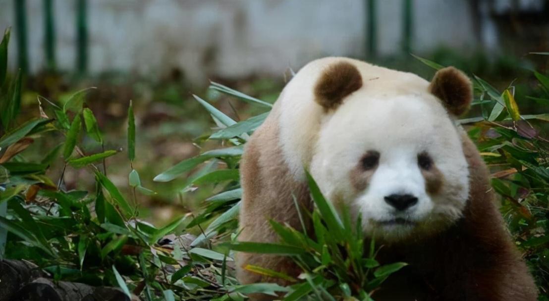 500毫升是多少斤(500毫升是多少斤？毫升和斤的转换方法及常见物品的重量对比)