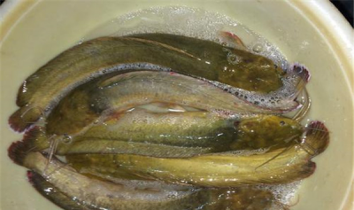 ​塘鲺脏仍旧鲶鱼脏 二种成长情况都挺脏的