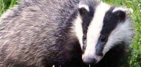 白面狸是几级保护动物,白面狸是几级保护动物图片图3