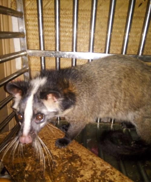 白面狸是鼬獾吗