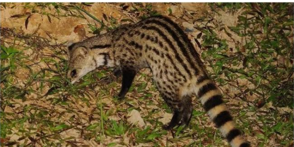 白面狸是几级保护动物,白面狸是几级保护动物图片图1