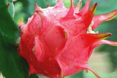 ​火龙果有几种颜色 火龙果颜色不同有什么区别