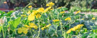 ​瓠瓜的营养价值及营养成分