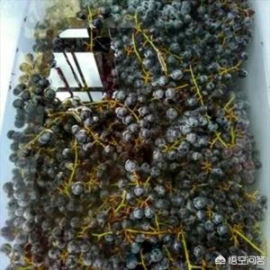​如何酿好的葡萄酒(自己家如何酿葡萄酒)