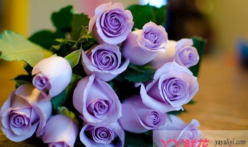 紫玫瑰花语代表什么意思