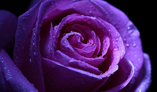 紫玫瑰代表什么意思,灰紫玫瑰的花语是什么意思图4