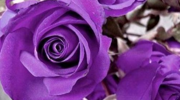 紫玫瑰代表什么意思,灰紫玫瑰的花语是什么意思图2