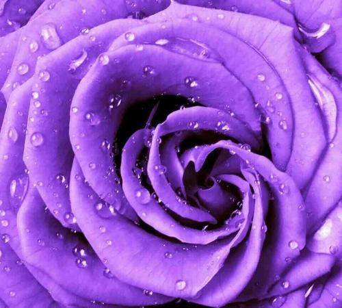 灰紫玫瑰的花语是什么意思