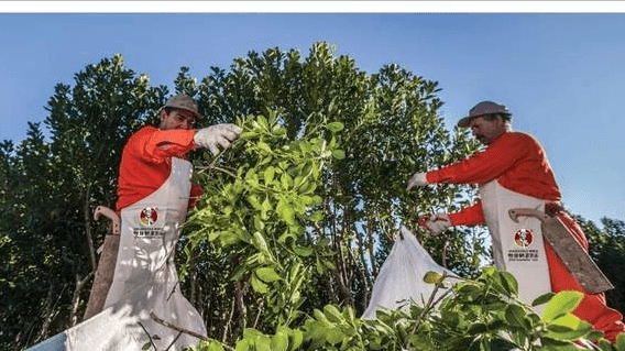亚热带湿润气候特点(亚热带湿润气候分布在哪里)