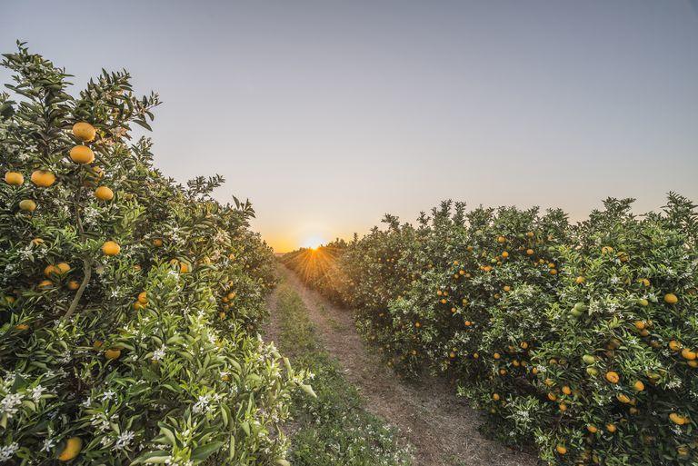 亚热带湿润气候特点(亚热带湿润气候分布在哪里)