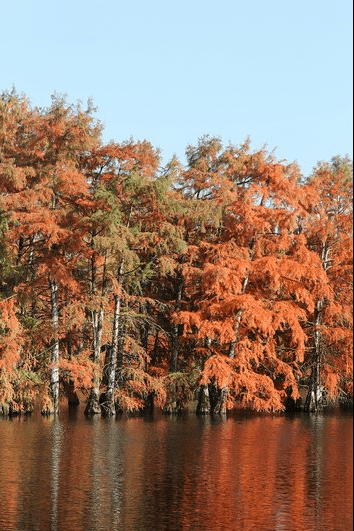 亚热带湿润气候特点(亚热带湿润气候分布在哪里)