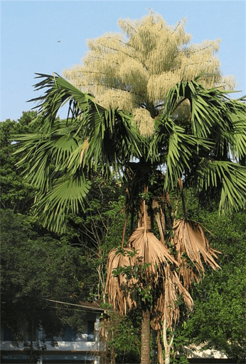 亚热带湿润气候特点(亚热带湿润气候分布在哪里)
