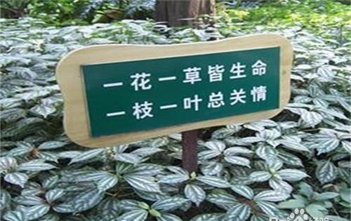 保护森林的措施有哪些,怎样保护森林资源的建议书图8