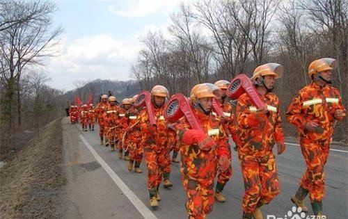 保护森林的措施有哪些,怎样保护森林资源的建议书图6