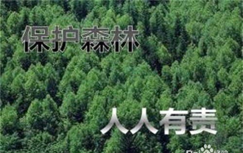 保护森林的措施有哪些,怎样保护森林资源的建议书图5