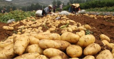 ​土豆要怎么保存才不发芽和绿（今天才发现土豆这样保存）