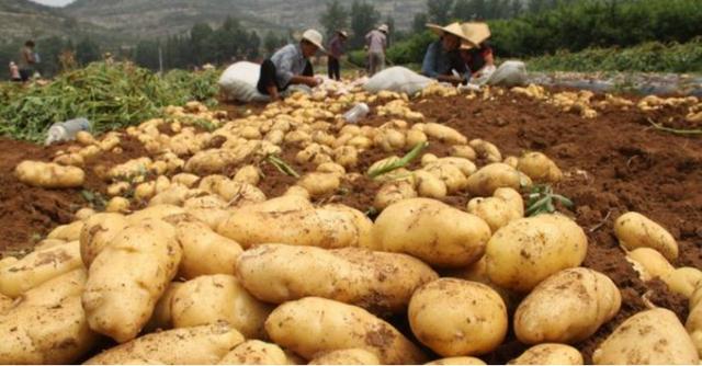 土豆要怎么保存才不发芽和绿（今天才发现土豆这样保存）(1)