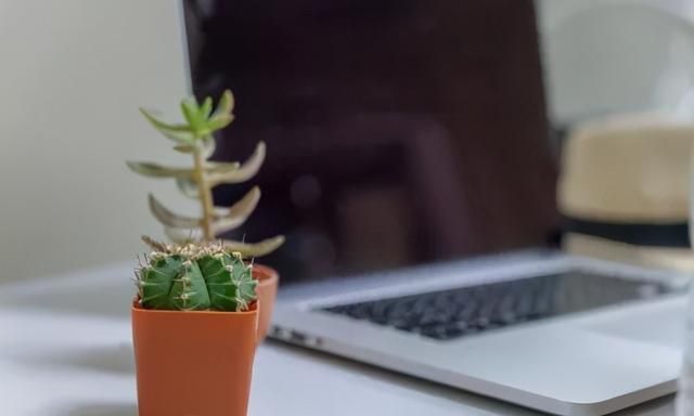 长时间面对电脑,仙人掌放在计算机旁真能防辐射吗