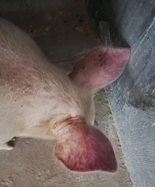 动物的耳朵像什么