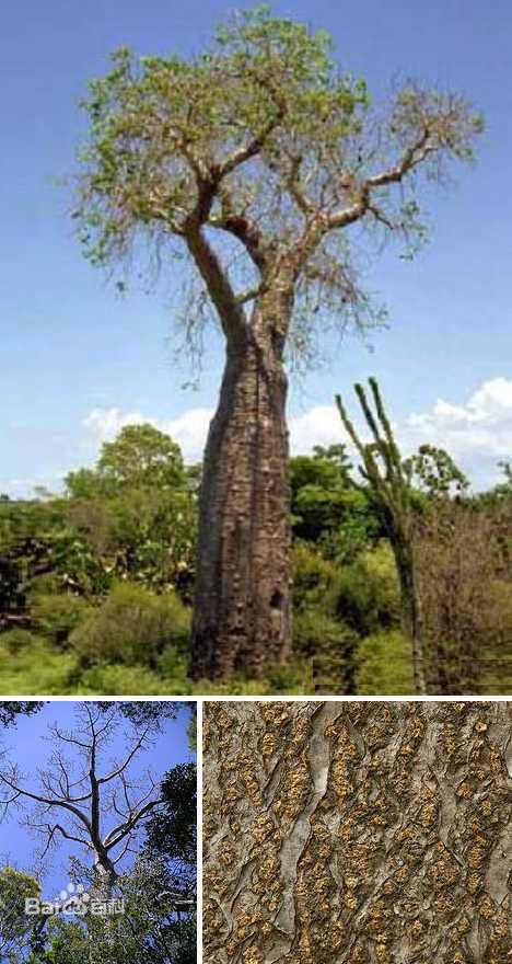 非洲猴面包树果实怎么吃好吃？多少棵猴面包树能养活一家人？