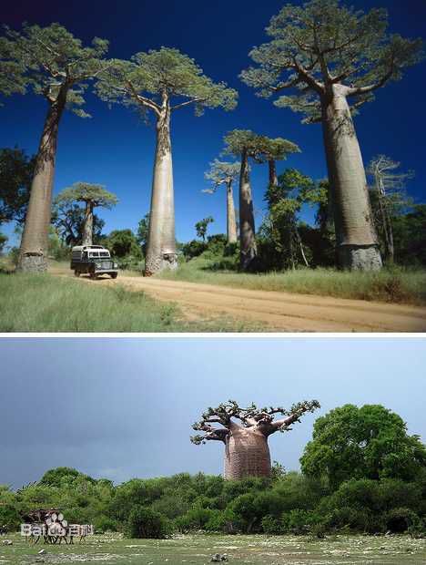 非洲猴面包树果实怎么吃好吃？多少棵猴面包树能养活一家人？