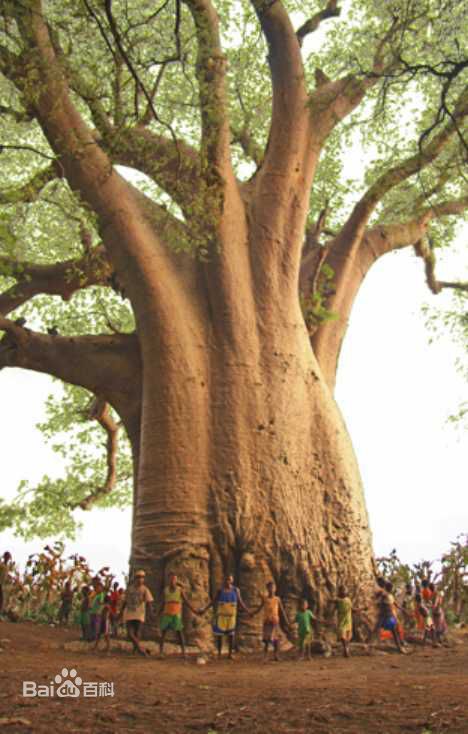 非洲猴面包树果实怎么吃好吃？多少棵猴面包树能养活一家人？