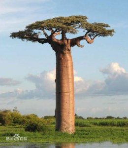 ​非洲猴面包树果实怎么吃好吃？多少棵猴面包树能养活一家人？