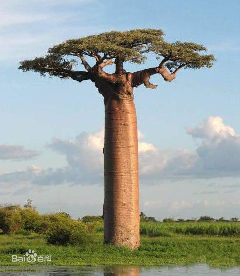 非洲猴面包树果实怎么吃好吃？多少棵猴面包树能养活一家人？