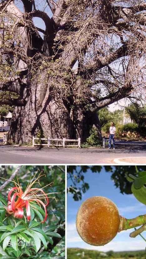 非洲猴面包树果实怎么吃好吃？多少棵猴面包树能养活一家人？