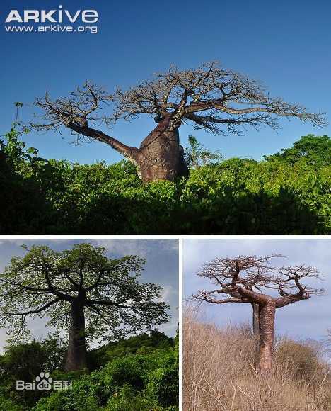 非洲猴面包树果实怎么吃好吃？多少棵猴面包树能养活一家人？