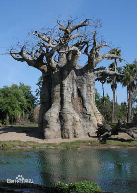 非洲猴面包树果实怎么吃好吃？多少棵猴面包树能养活一家人？