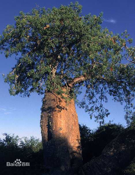 非洲猴面包树果实怎么吃好吃？多少棵猴面包树能养活一家人？