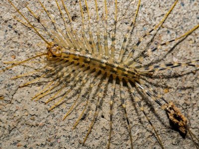 ​家里不潮湿出现蚰蜒说明什么？高层楼房的蚰蜒是从哪里来的？