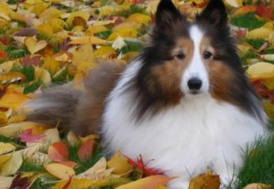 ​高性价比的狗粮，有国产、有进口，你喜欢哪种？