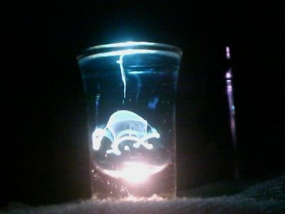 ​水母酒怎么样？水母加速器怎么样