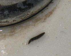 厕所飞的小黑虫是什么,卫生间墙壁里面出来黑色的小虫子图5