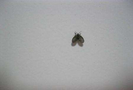 厕所飞的小黑虫是什么,卫生间墙壁里面出来黑色的小虫子图2