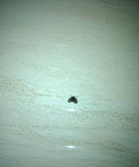 厕所有很多黑色的小虫怎么去除