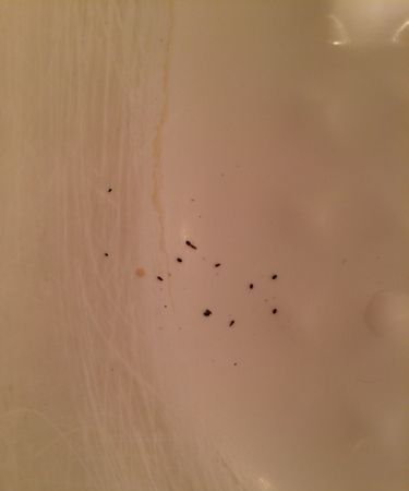 卫生间有很多黑色的小飞虫怎么回事