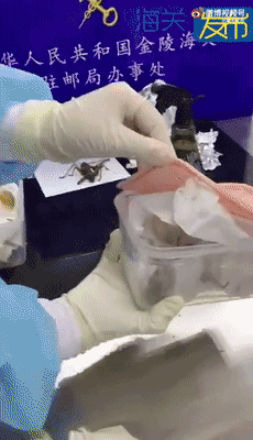 大家第一次看见蟑螂是什么反应（厦门海关截获2000只活蟑螂）(18)