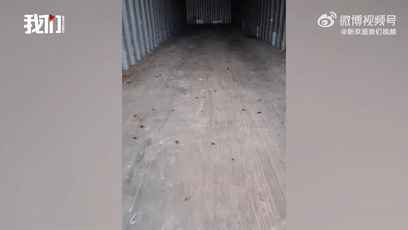 大家第一次看见蟑螂是什么反应（厦门海关截获2000只活蟑螂）(3)