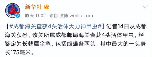 大家第一次看见蟑螂是什么反应（厦门海关截获2000只活蟑螂）(8)