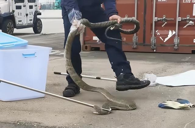 大家第一次看见蟑螂是什么反应（厦门海关截获2000只活蟑螂）(25)