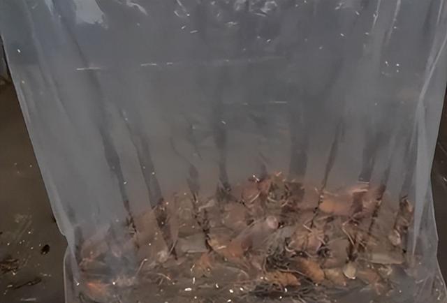 大家第一次看见蟑螂是什么反应（厦门海关截获2000只活蟑螂）(7)