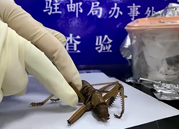 大家第一次看见蟑螂是什么反应（厦门海关截获2000只活蟑螂）(19)
