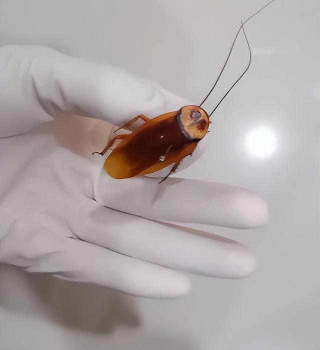 大家第一次看见蟑螂是什么反应（厦门海关截获2000只活蟑螂）(4)