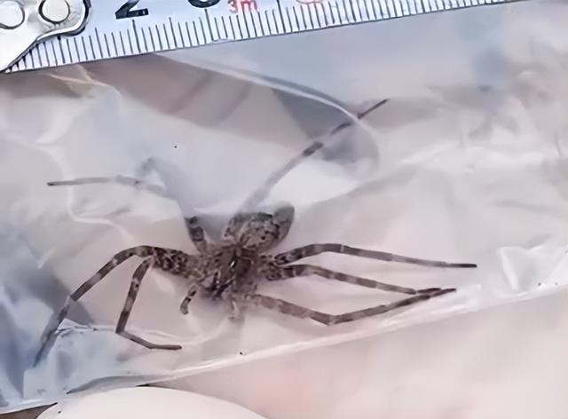 大家第一次看见蟑螂是什么反应（厦门海关截获2000只活蟑螂）(14)